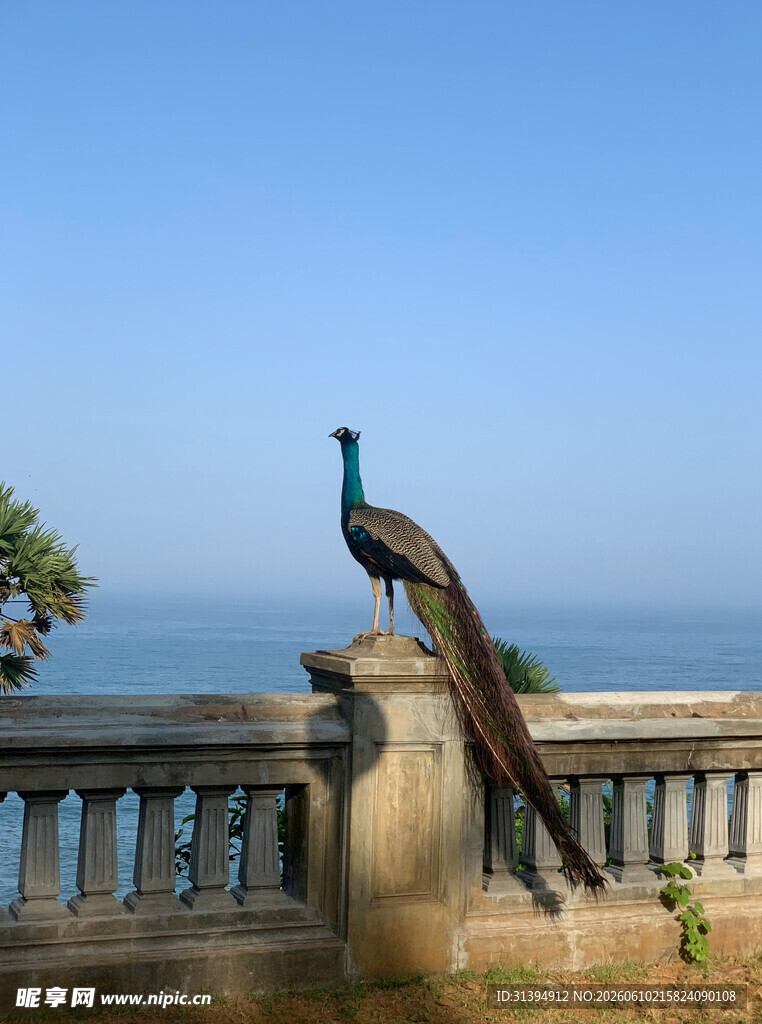 海边栏杆上的美丽孔雀