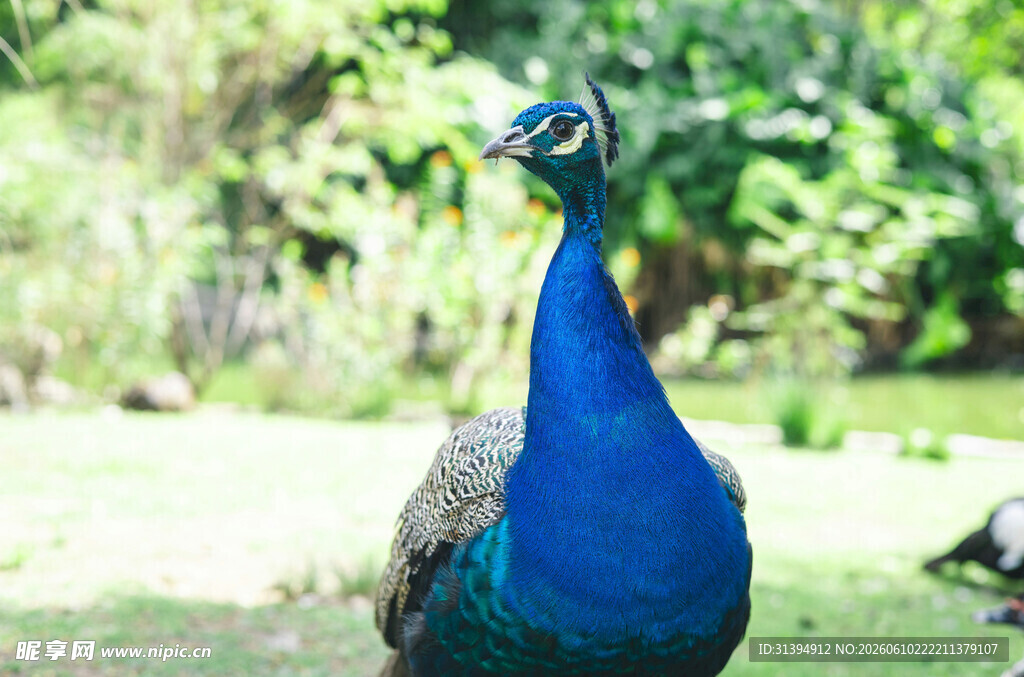 蓝孔雀立于绿意盎然之地