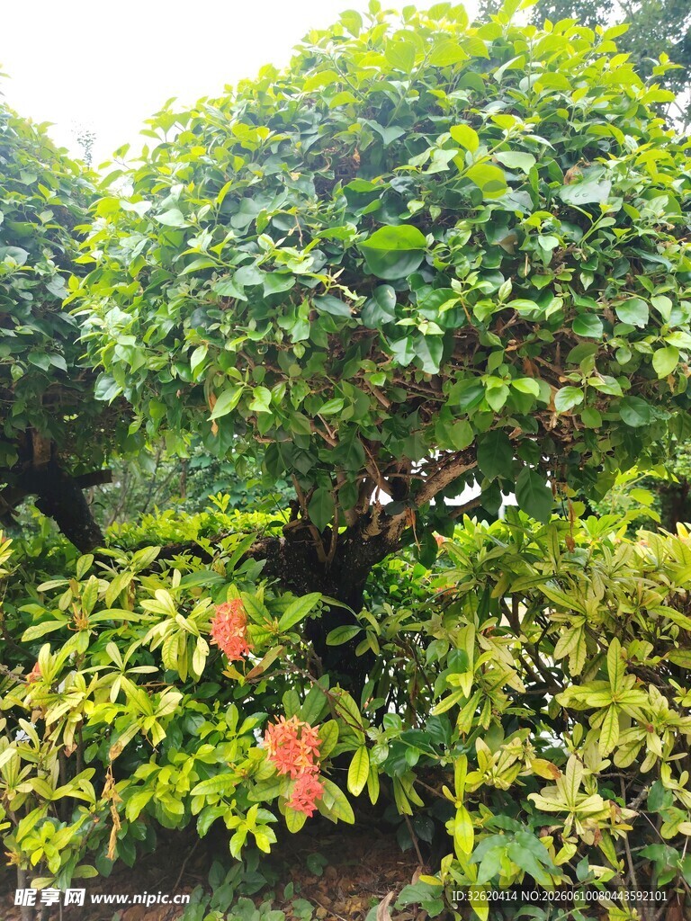 繁茂绿植景观