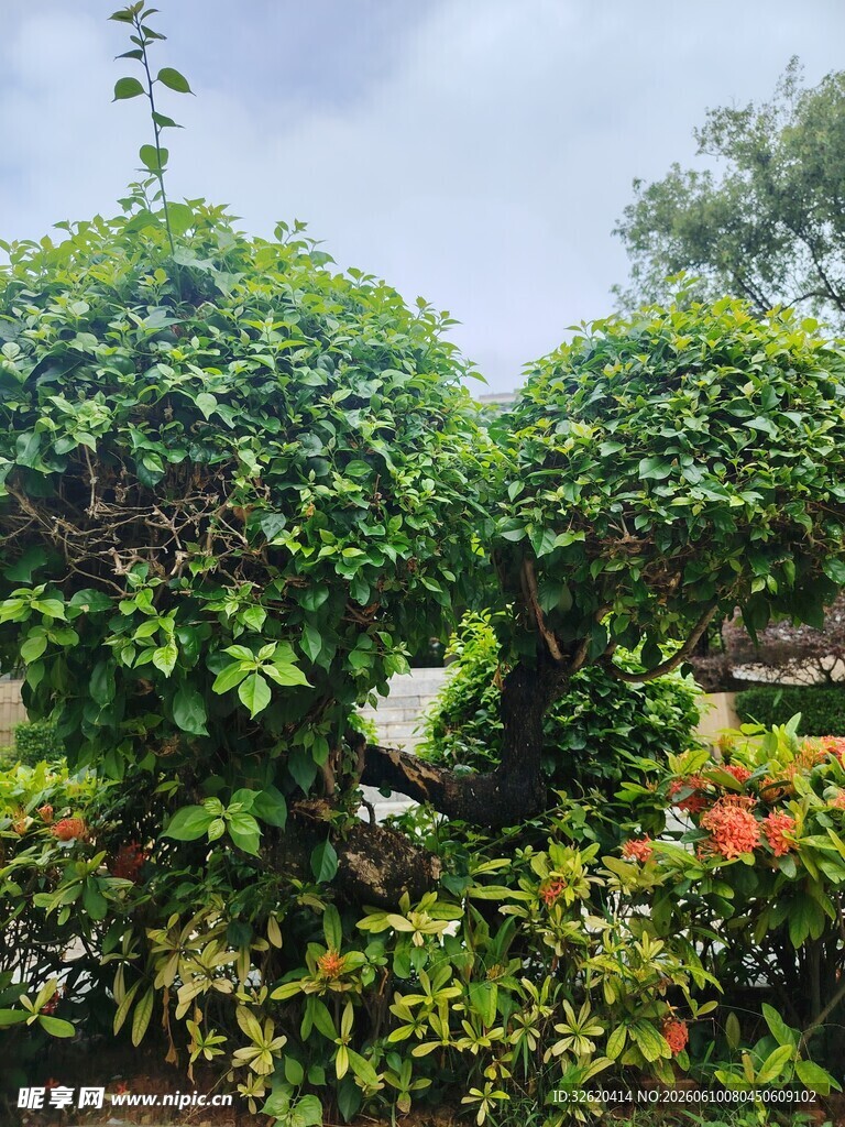 造型别致的绿植景观