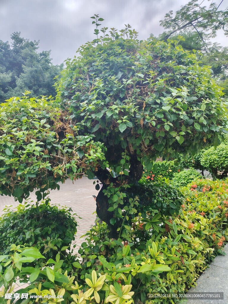 园林绿植景观