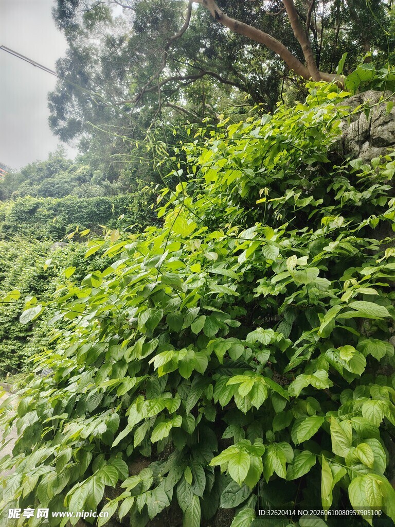绿意盎然的垂直绿植墙
