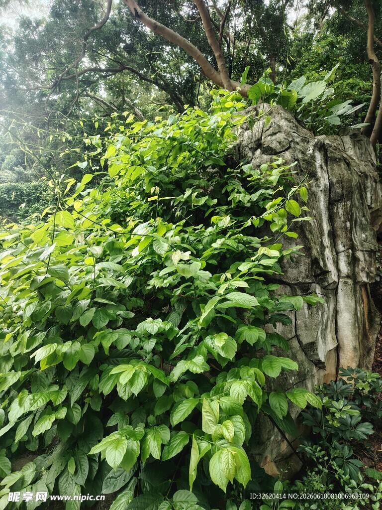 绿意盎然的山林植物景观