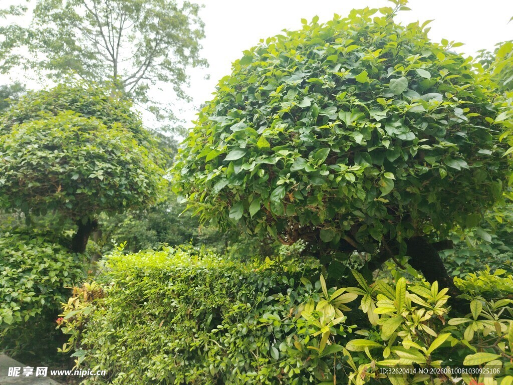绿意盎然的园林景观
