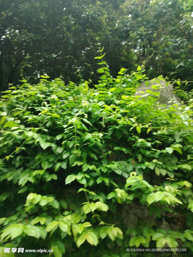 繁茂绿植堆中的自然景致