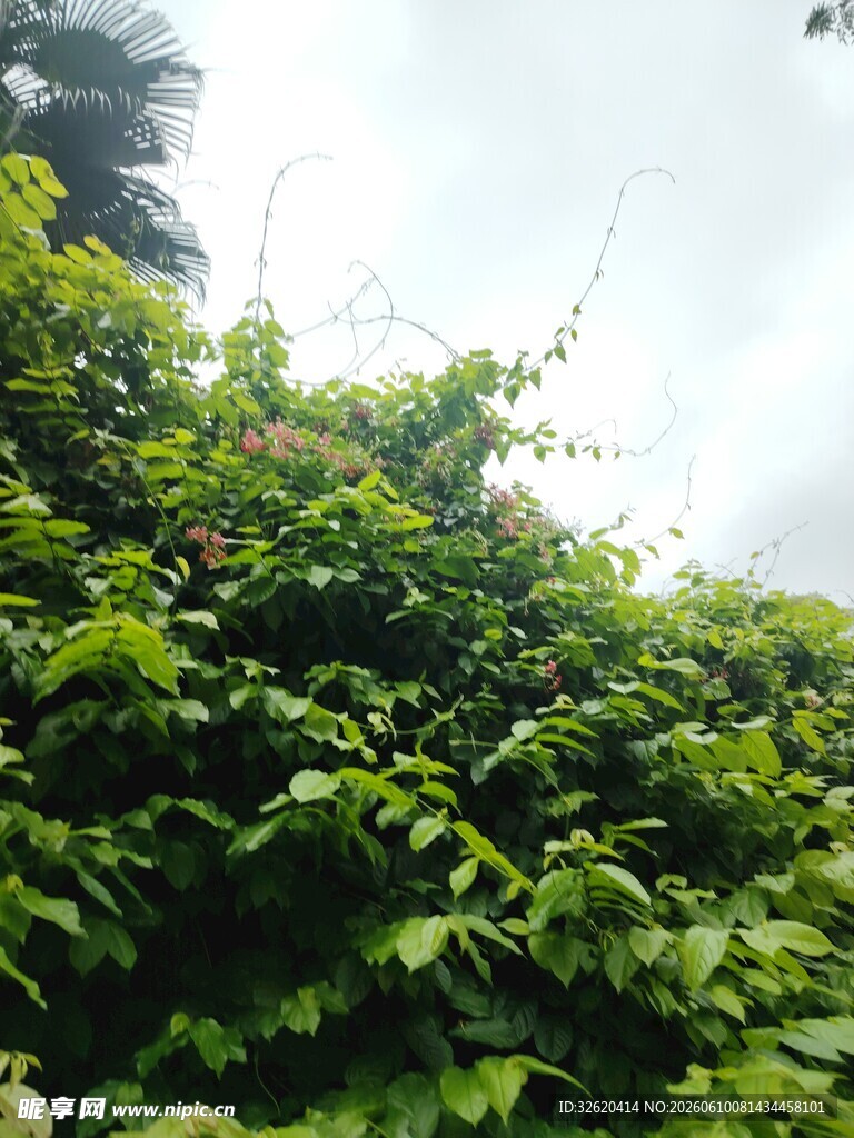 繁茂绿植