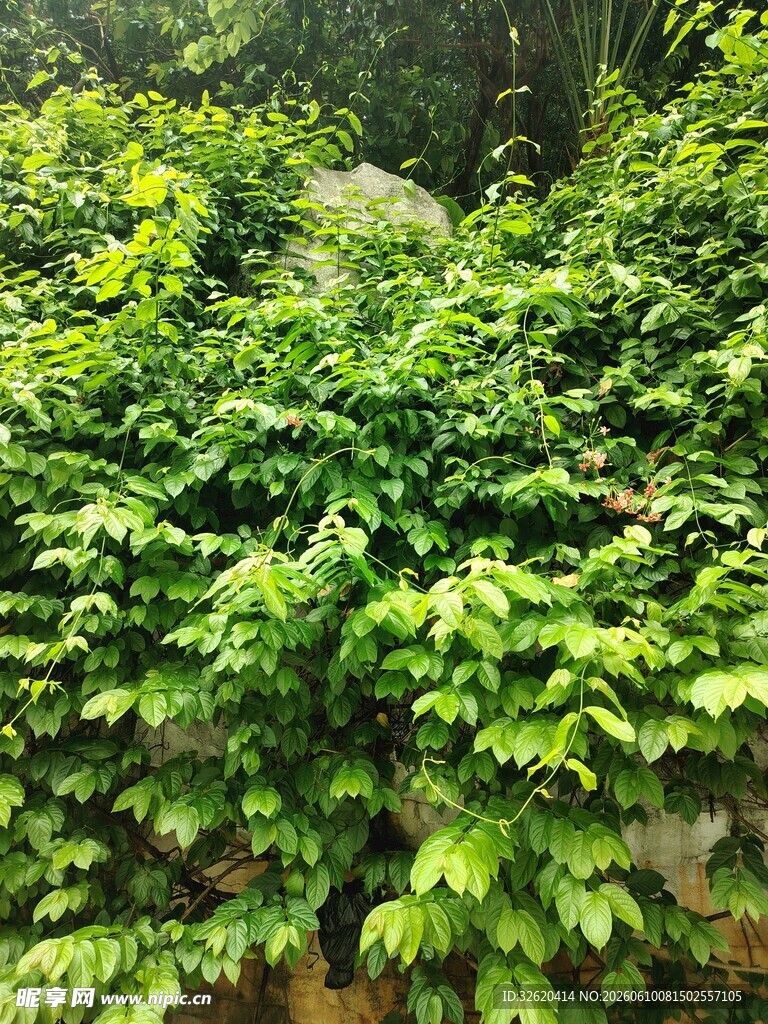 翠绿繁茂的爬墙植物