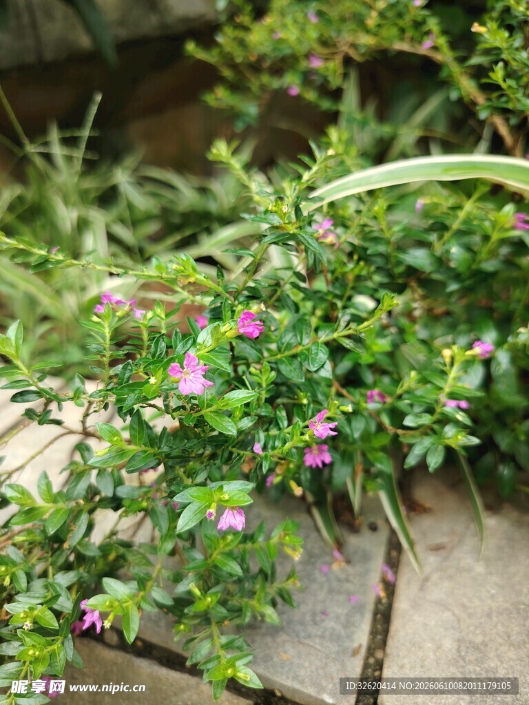 小径旁绽放的紫色小花