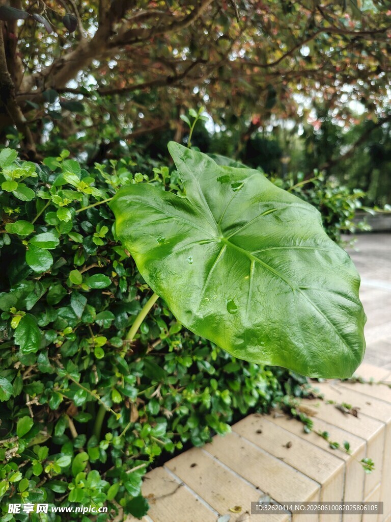 巨大绿叶于绿植环绕间