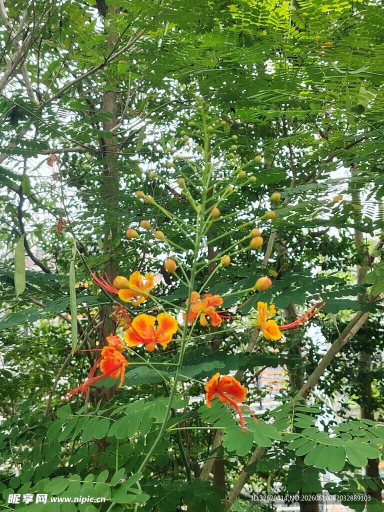 绿叶间绽放的艳丽花朵