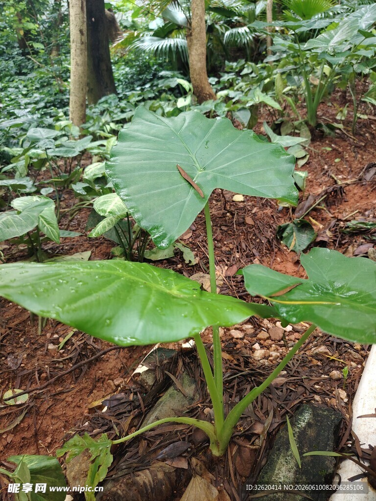 绿叶植物于林间蓬勃生长