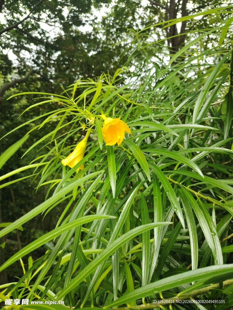 绿叶丛中的黄色花朵