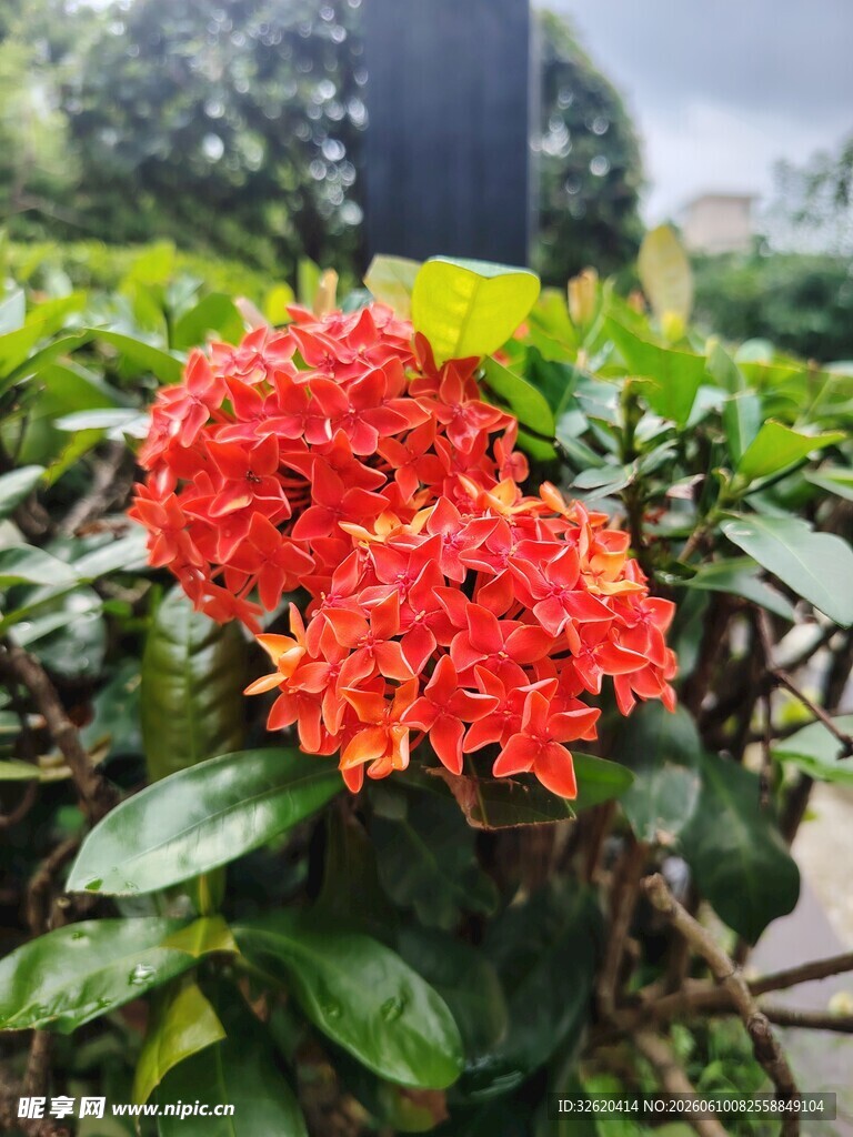 鲜艳橙红龙船花绽放
