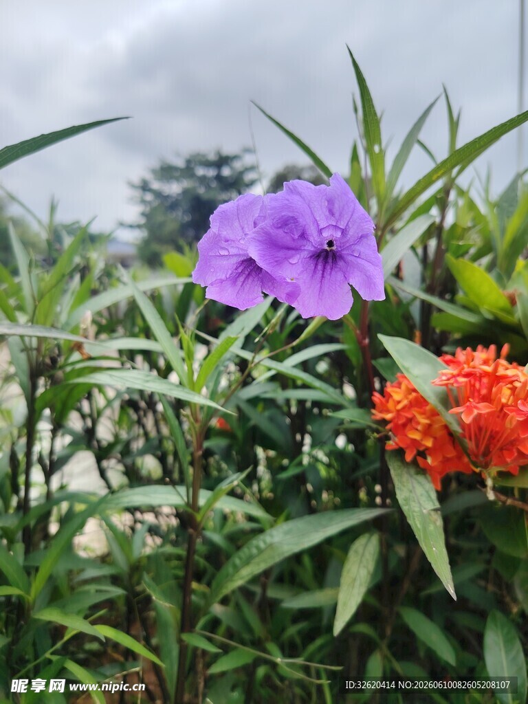 翠芦莉
