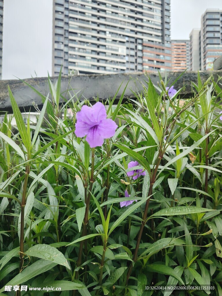 翠芦莉