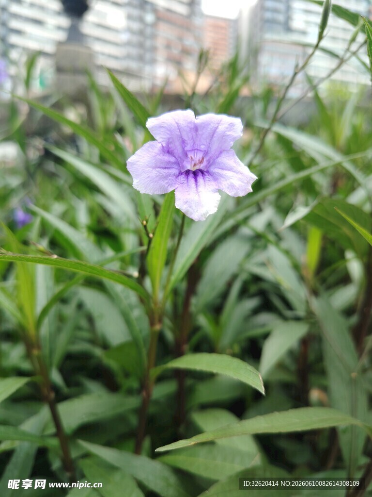 翠芦莉