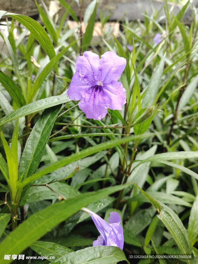 翠芦莉