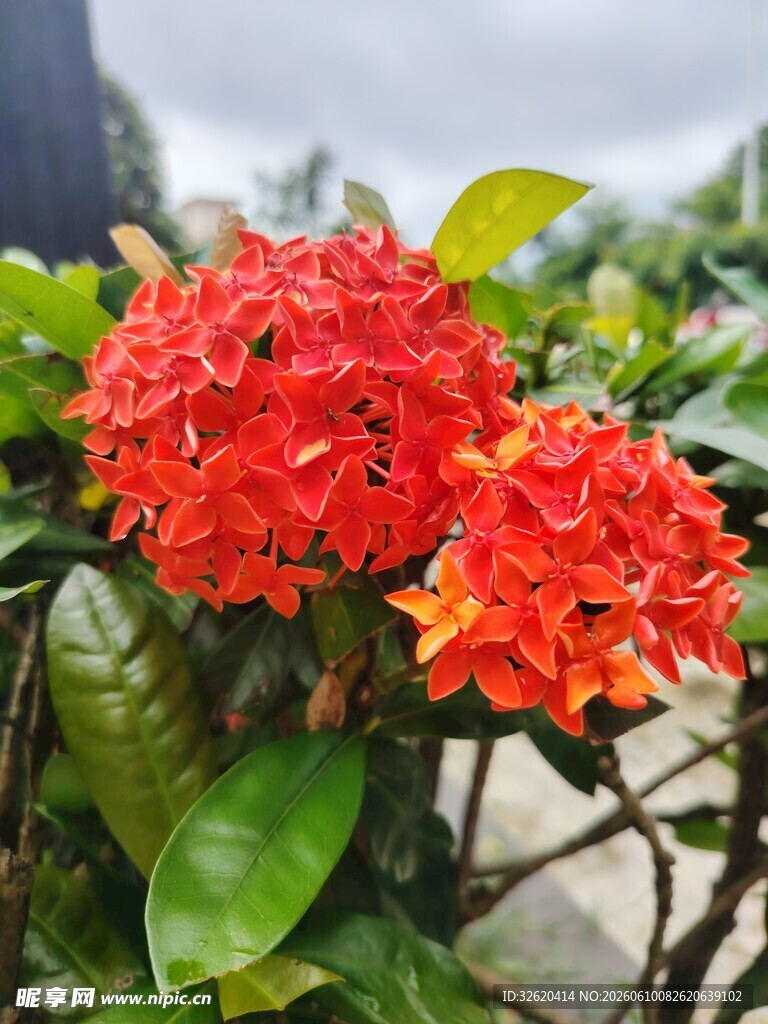 鲜艳橙红龙船花绽放
