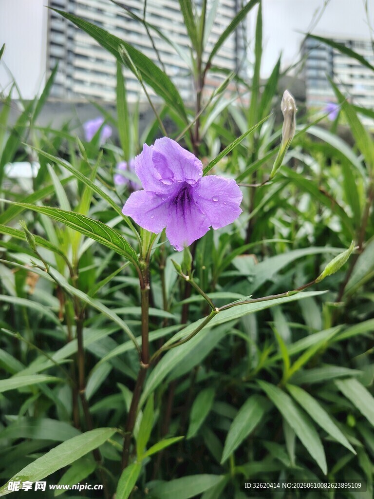 翠芦莉