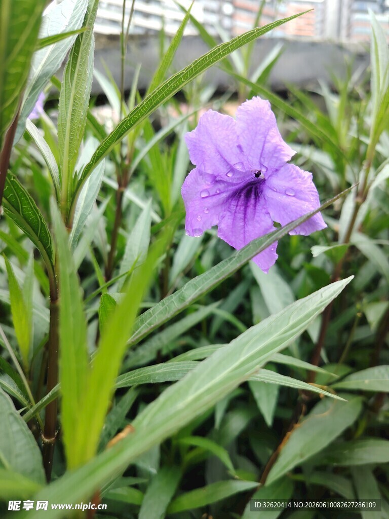 翠芦莉