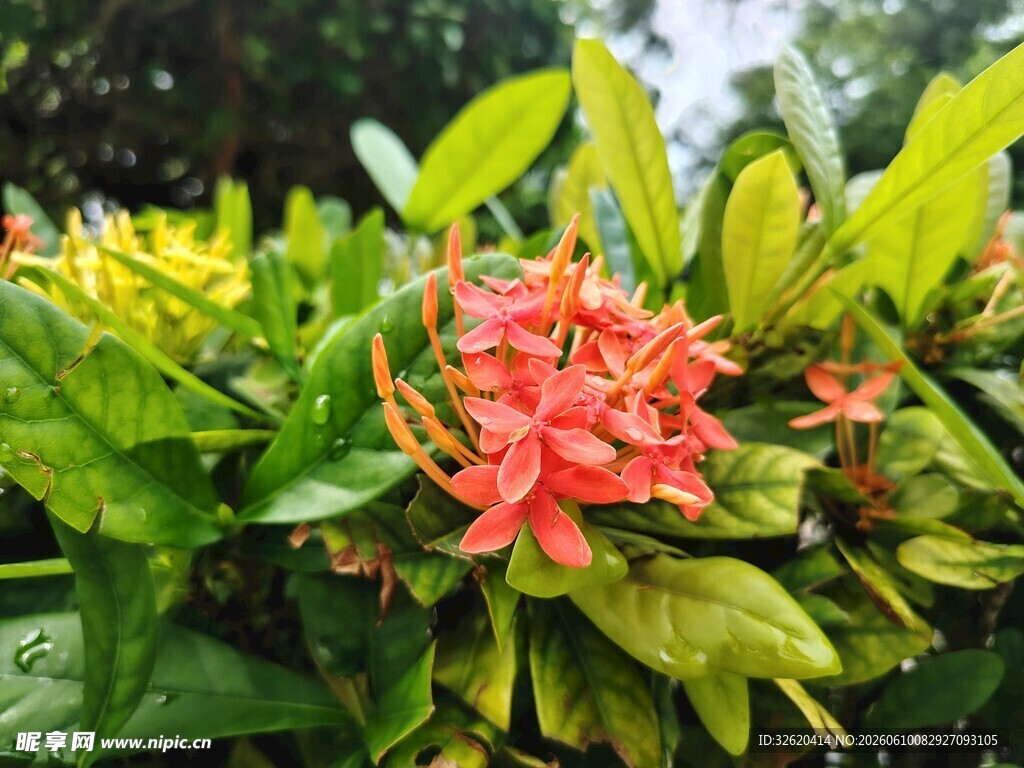 鲜艳龙船花绽放绿叶间