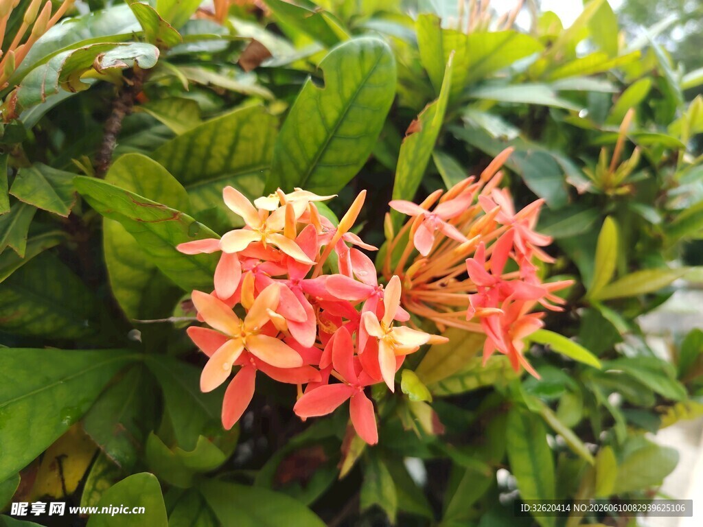 鲜艳龙船花绽放绿叶间