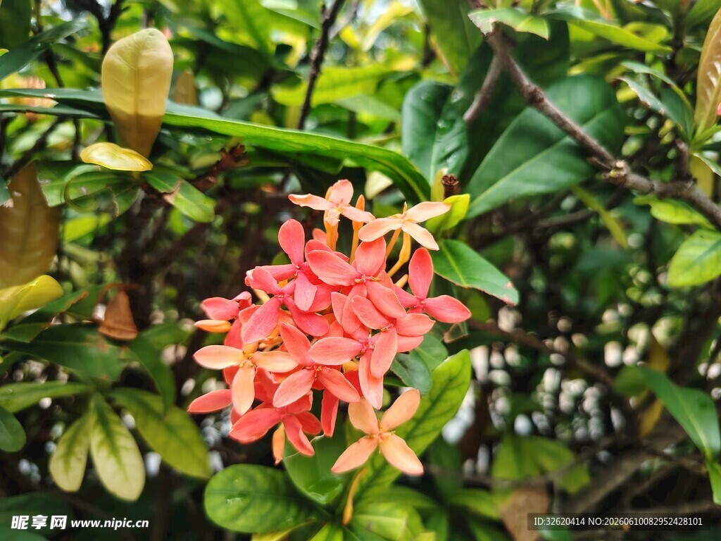 鲜艳龙船花绽放绿叶间