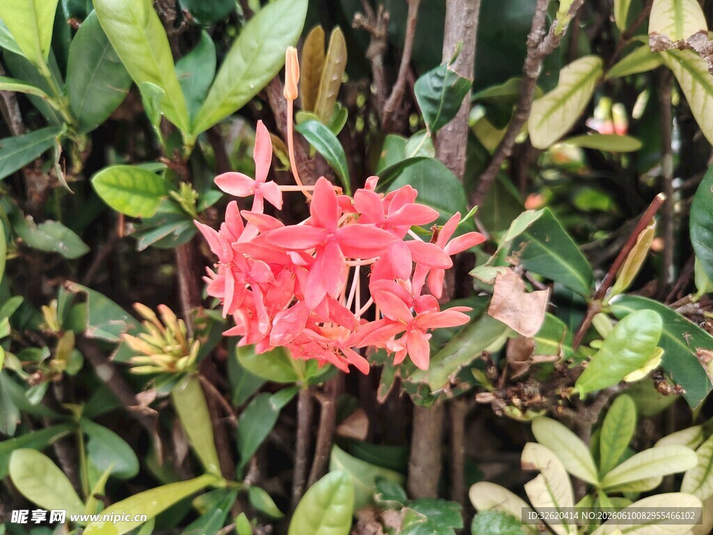 娇艳红色花朵绽放枝头