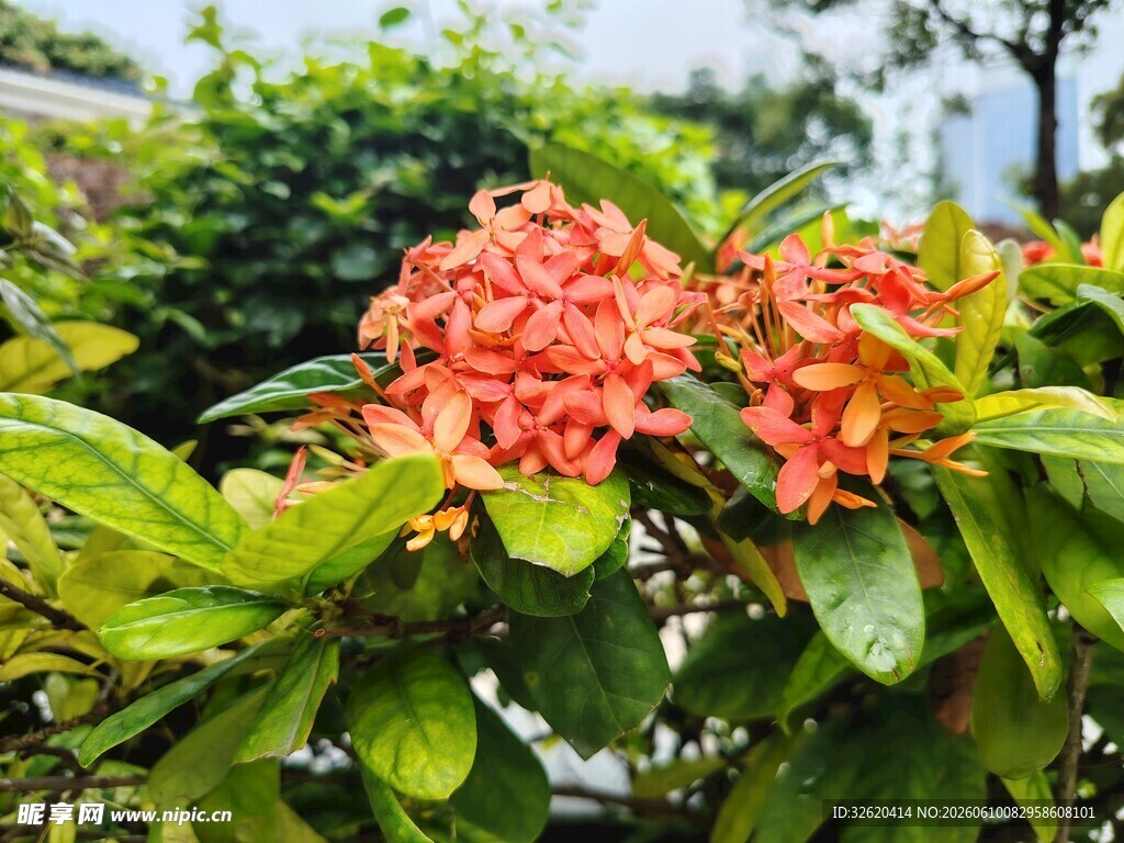 鲜艳橙花绽放绿叶间