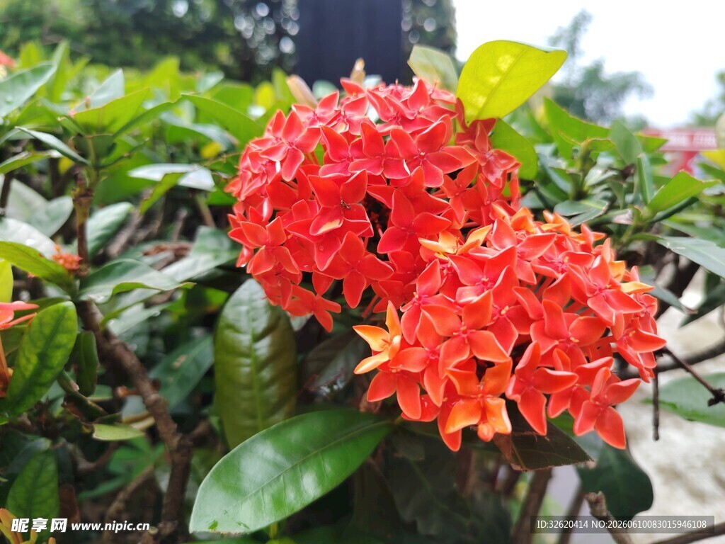 鲜艳龙船花绽放绿叶间