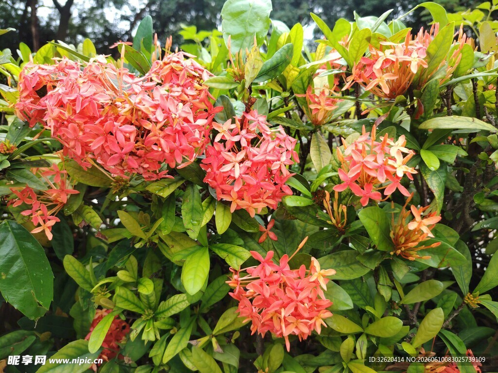 艳丽粉花绽放绿叶间