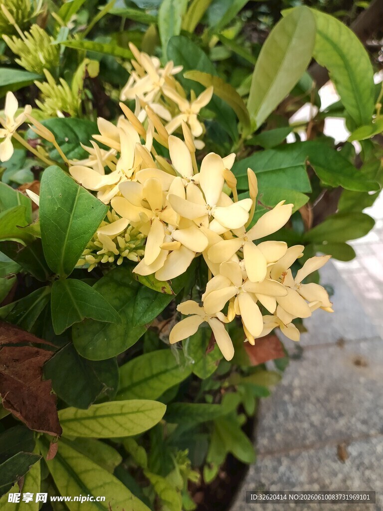 黄色花朵绿叶植物