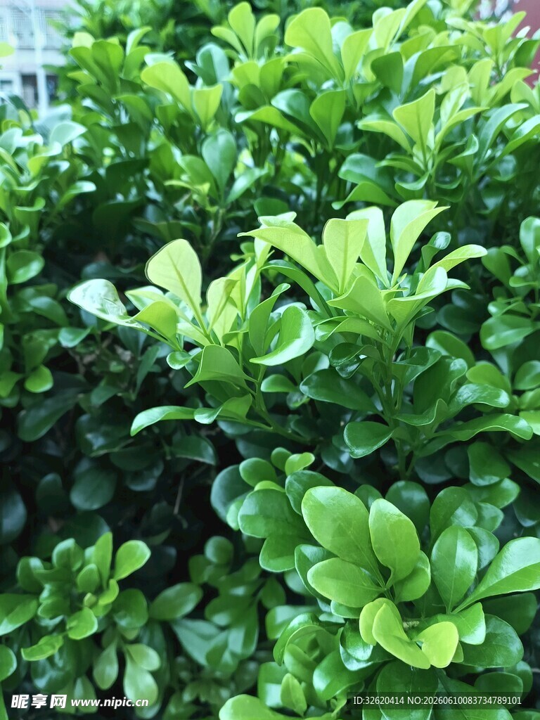 翠绿繁茂的绿植景观