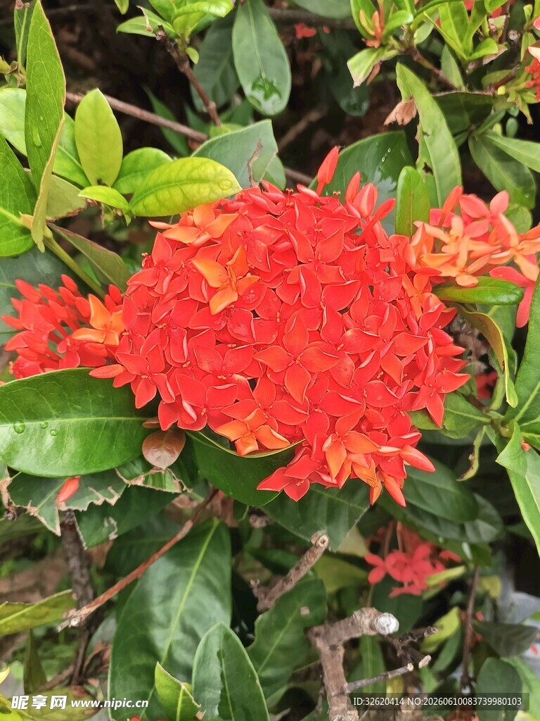 鲜艳橙红龙船花绽放
