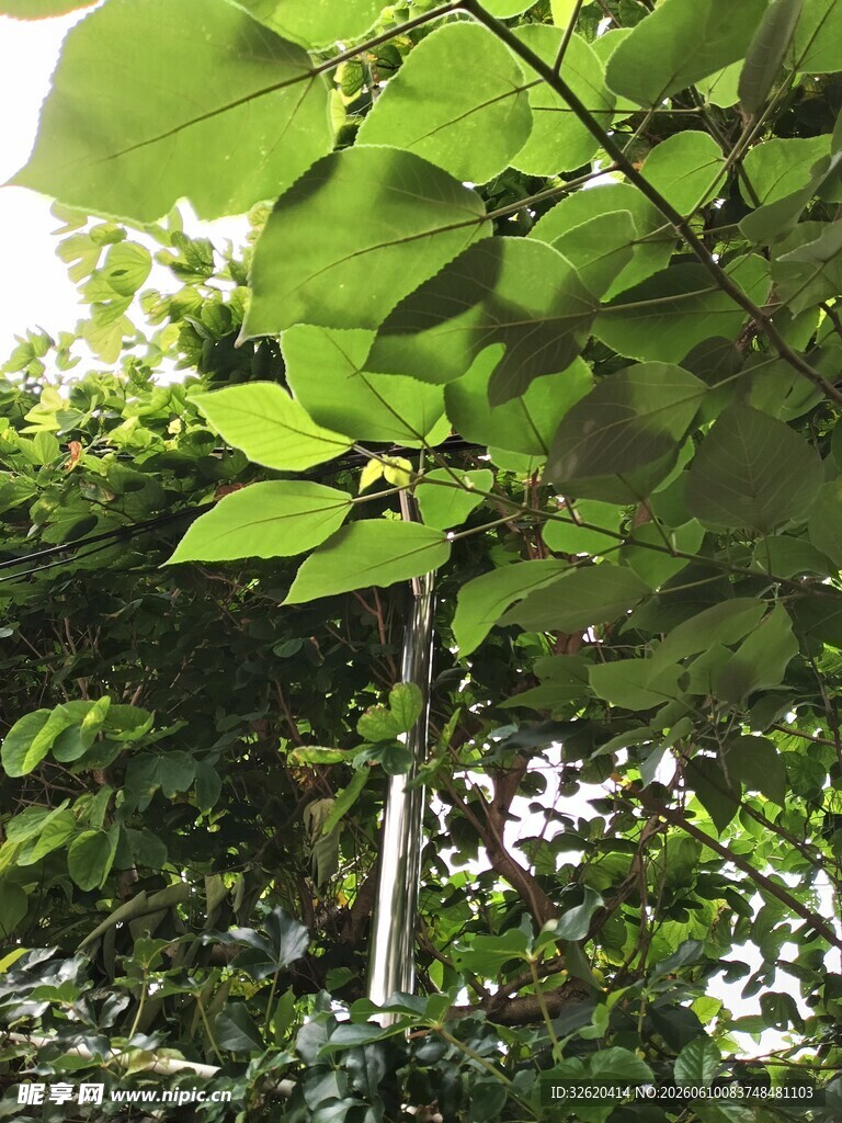 阳光下的翠绿树叶