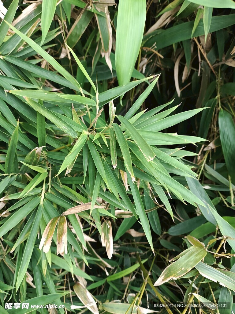 翠绿竹叶特写
