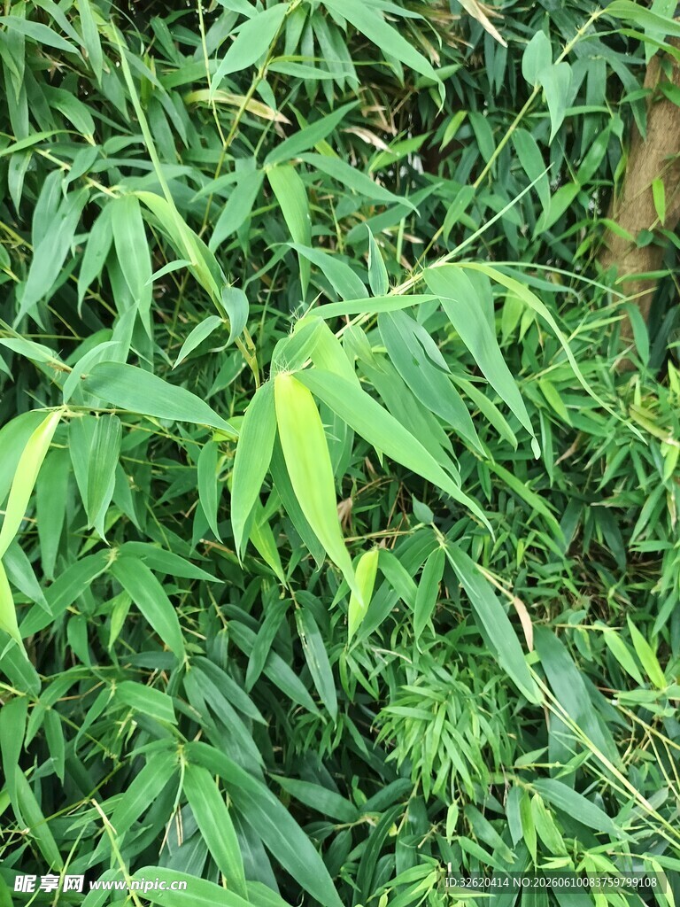 翠绿竹林叶片