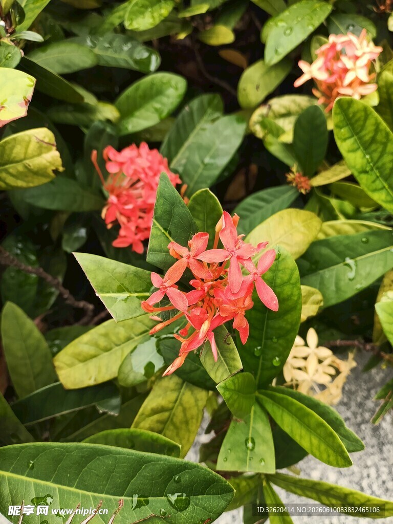 娇艳龙船花绽放绿叶间