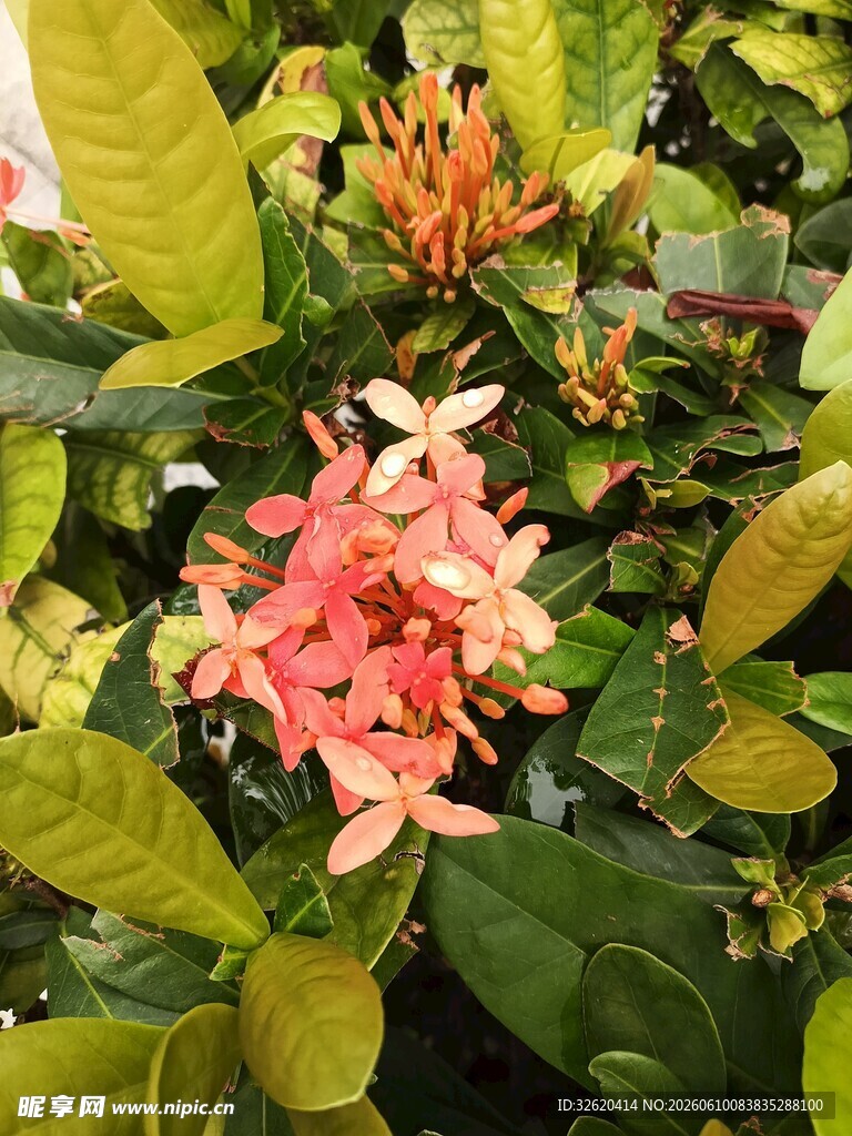 娇艳龙船花绽放绿叶间