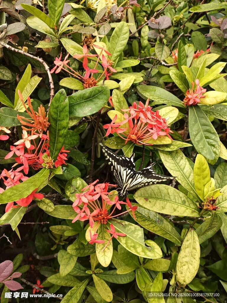 绿叶间绽放的艳丽花朵