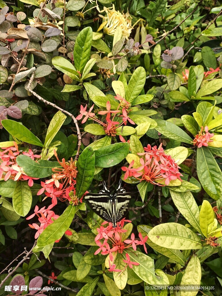 绿叶间的艳丽红色花朵