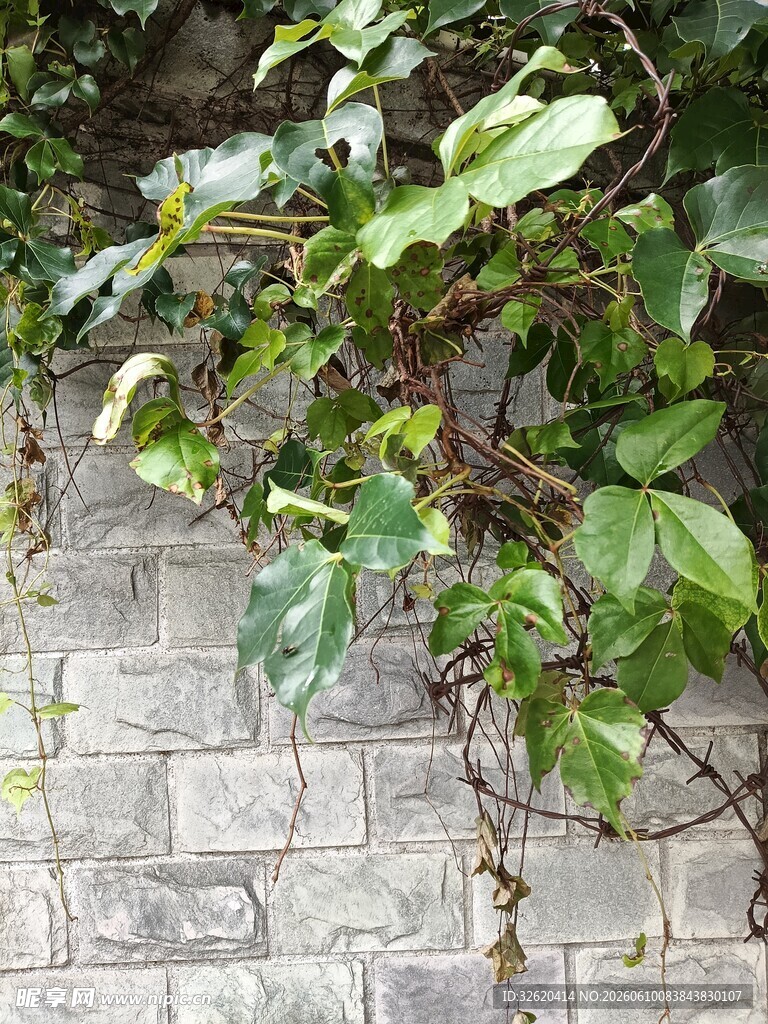 砖墙边生长的翠绿藤蔓植物