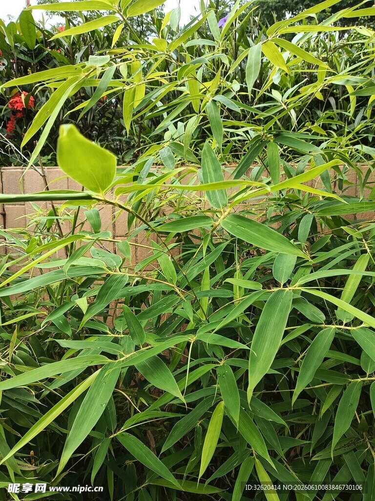 翠绿竹林