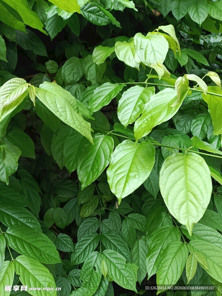 翠绿繁茂的植物叶片