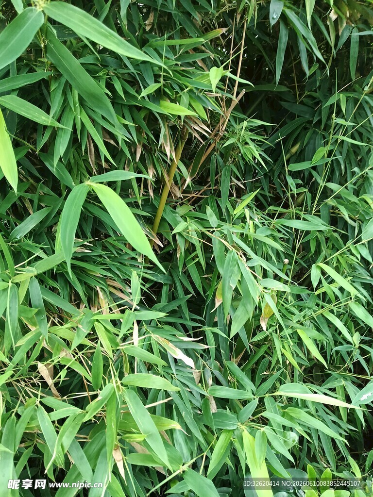 翠绿竹林景致