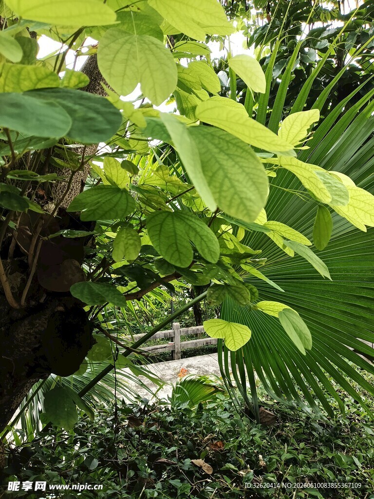 翠绿繁茂的热带植物景观