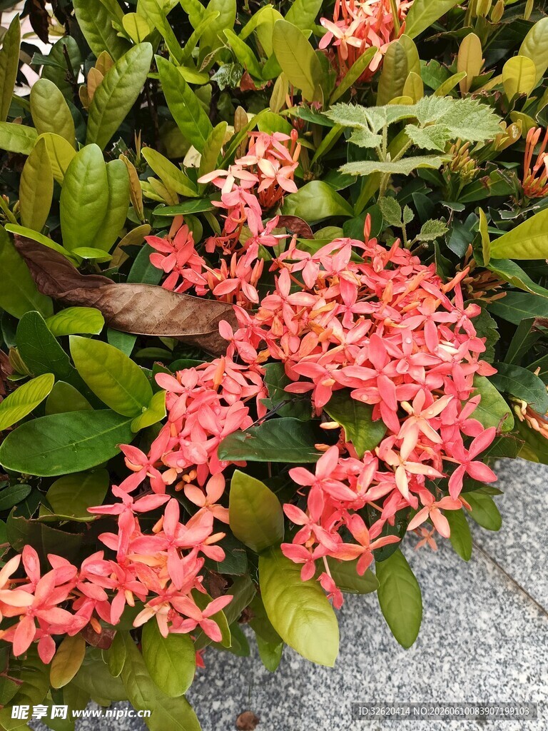 鲜艳龙船花绽放于绿叶间
