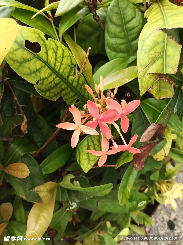 娇艳星状花绽放绿叶间