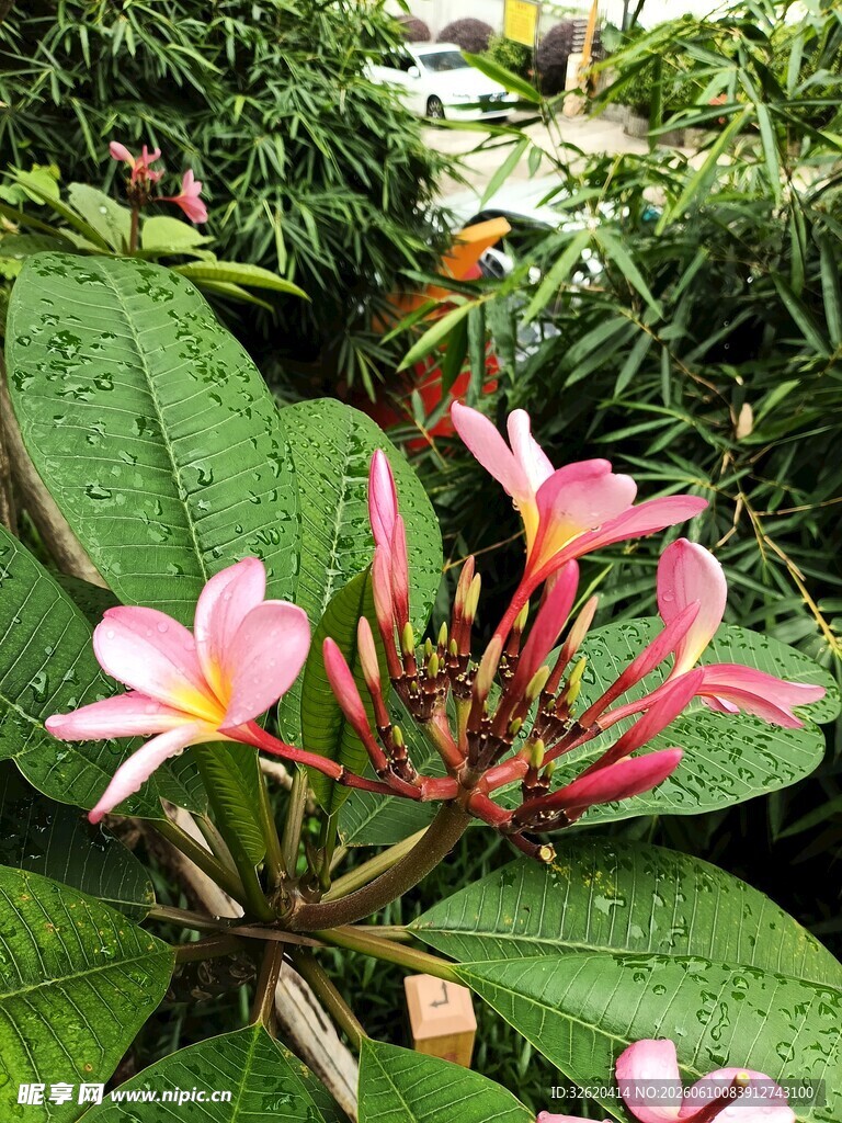 娇艳粉色花朵绽放绿叶间
