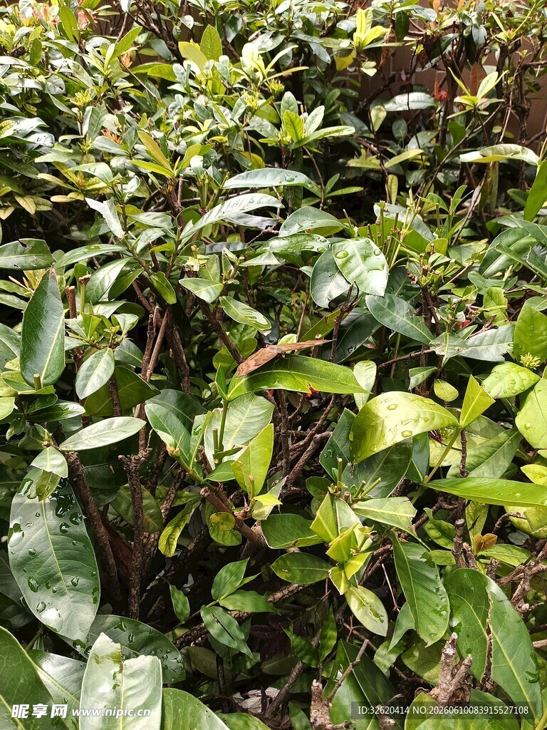 茂密绿植景观